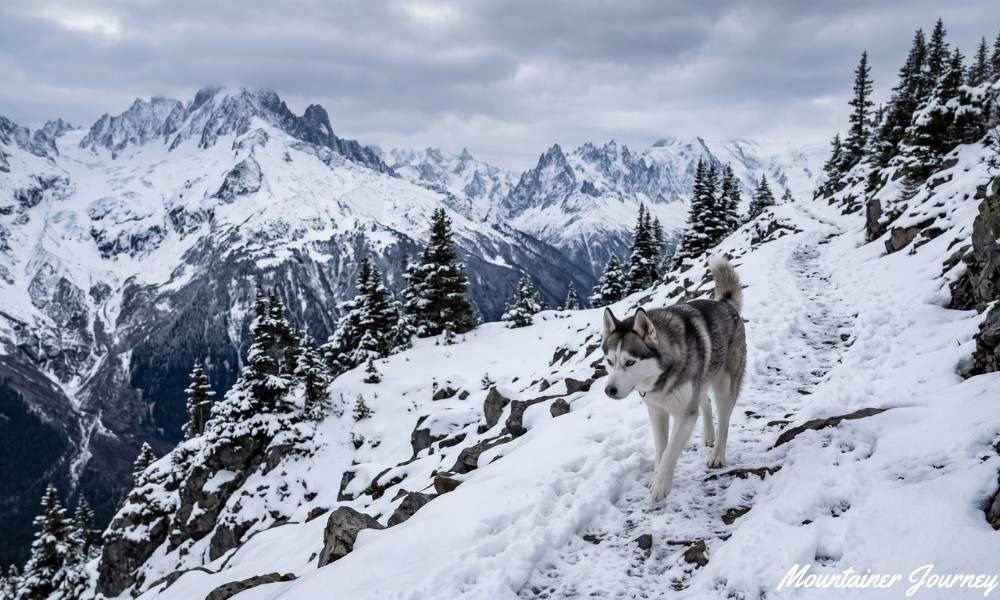 Siberian Husky outdoors in cool hiking conditions