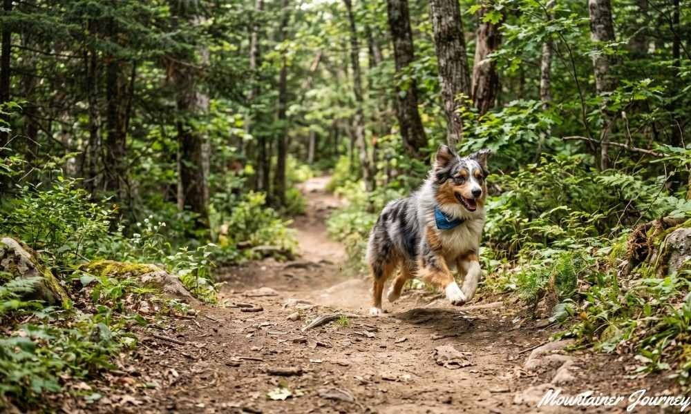 Australian Shepherd outdoors on a hiking trail