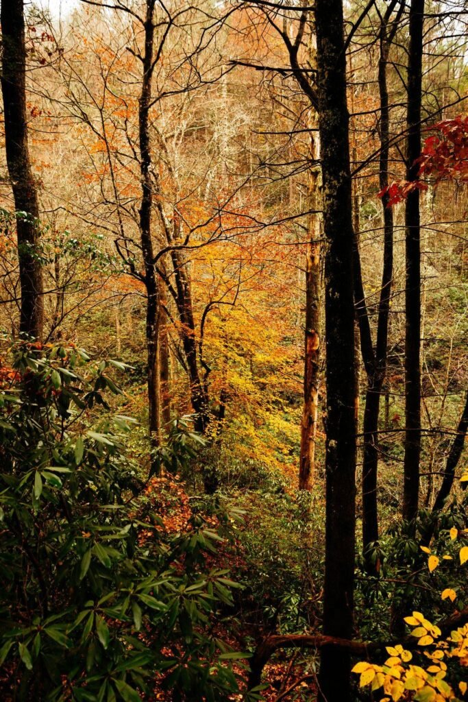 Autumn forest with golden leaves in Helen, Georgia
