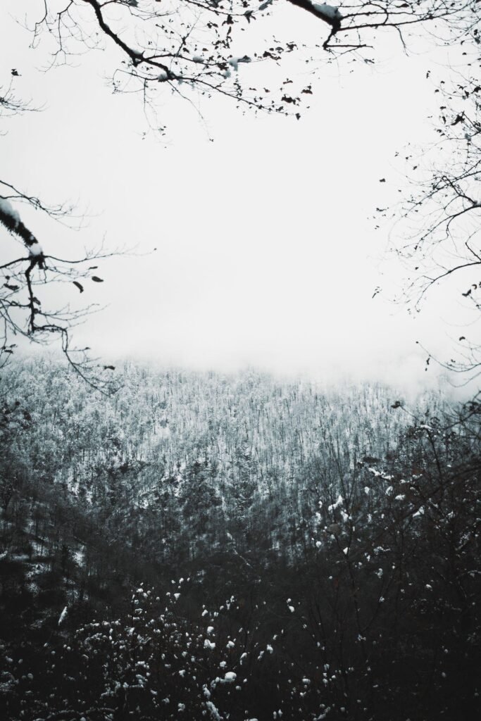 A misty winter forest with snow-covered trees